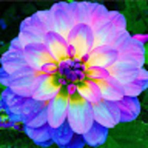 Meet your Posher, Cheryl